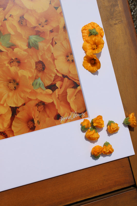 Aunty Honeyʻs ʻIlima