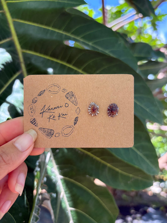 ʻOpihi ʻAwa Studs