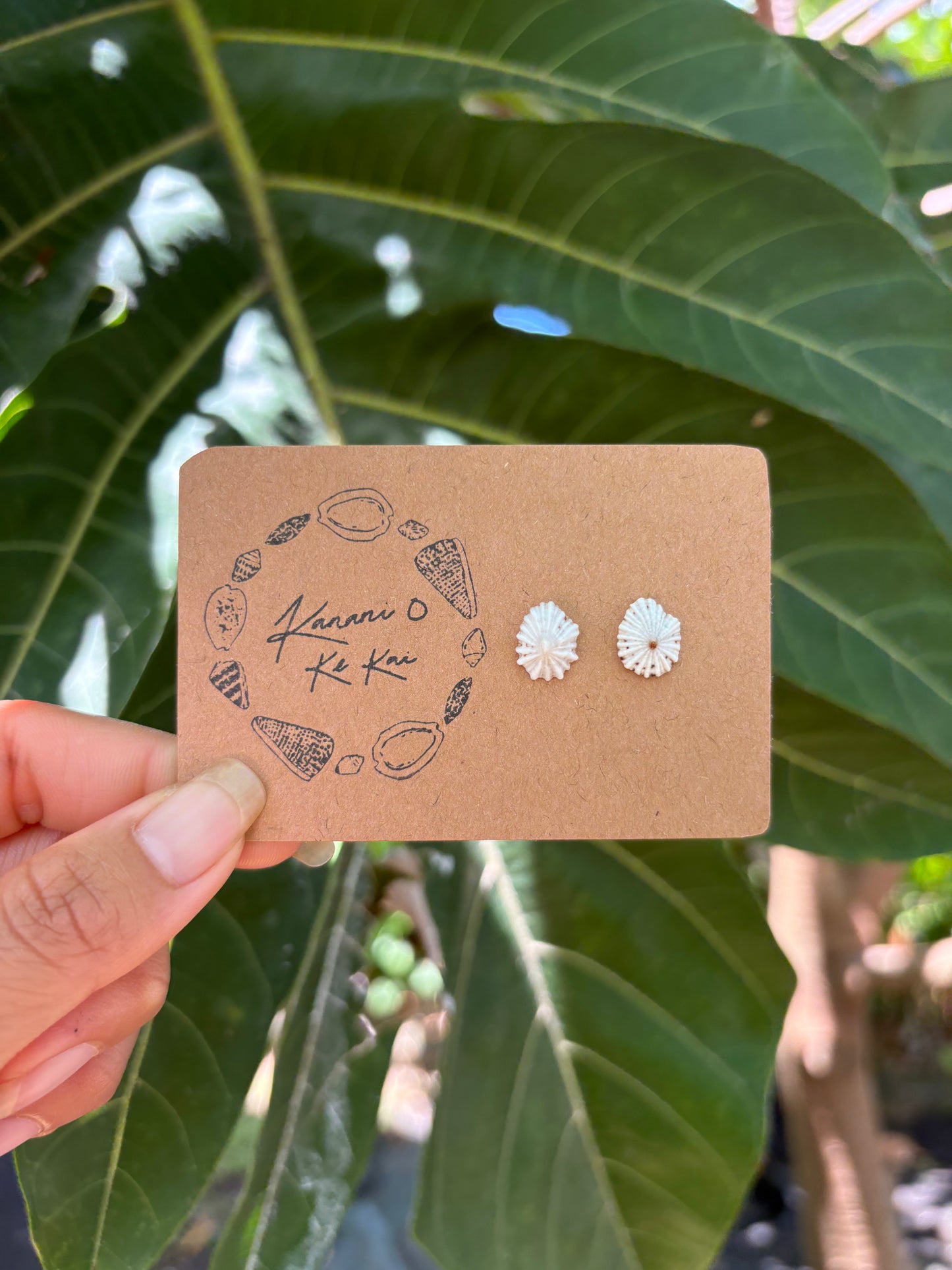 ʻOpihi ʻAwa Studs