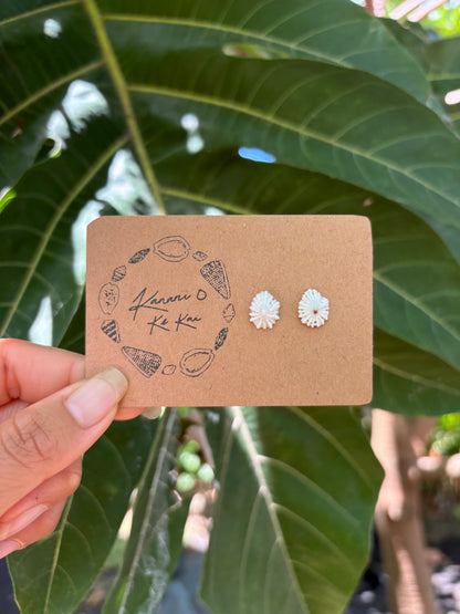 ʻOpihi ʻAwa Studs