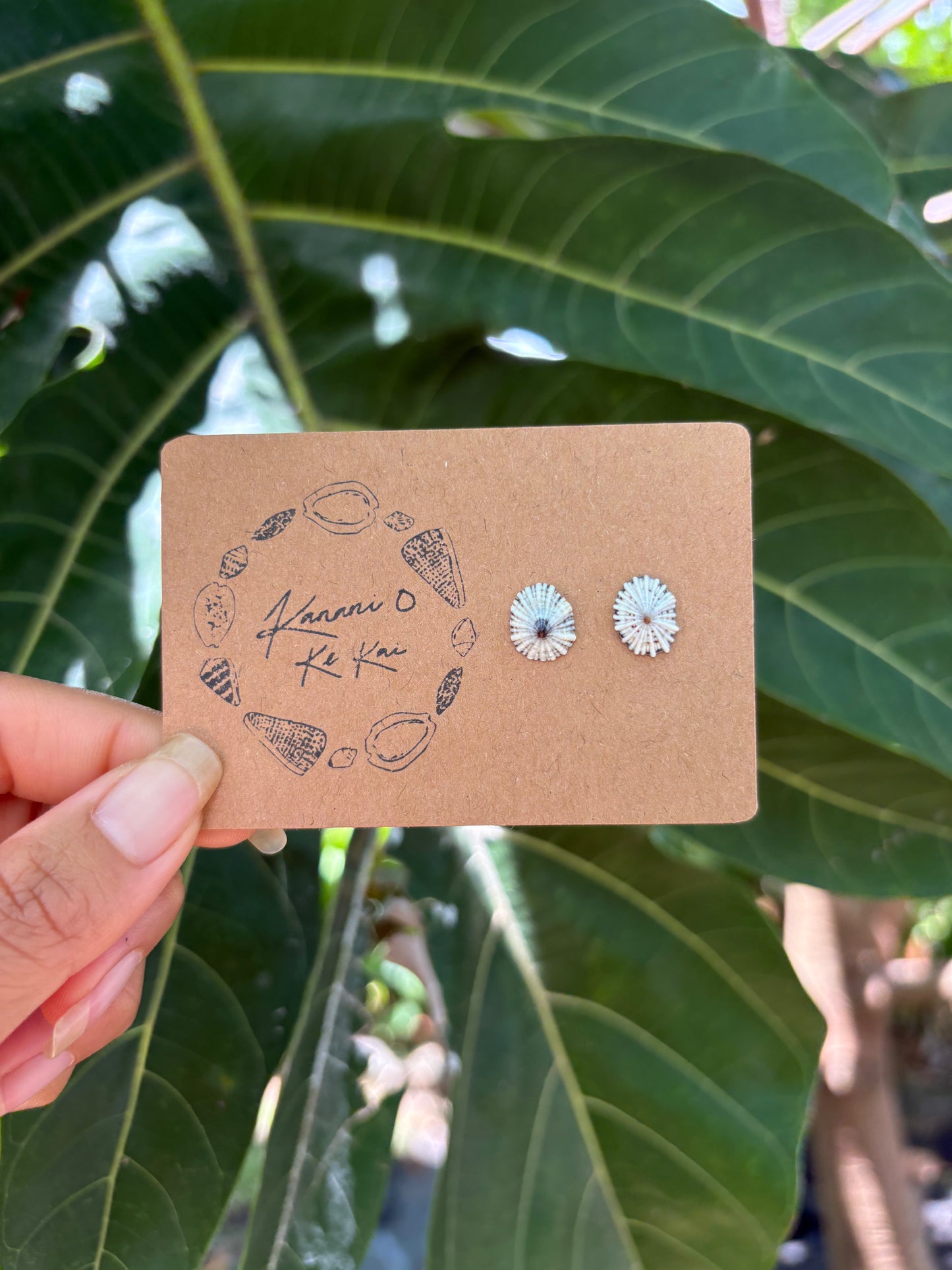 ʻOpihi ʻAwa Studs