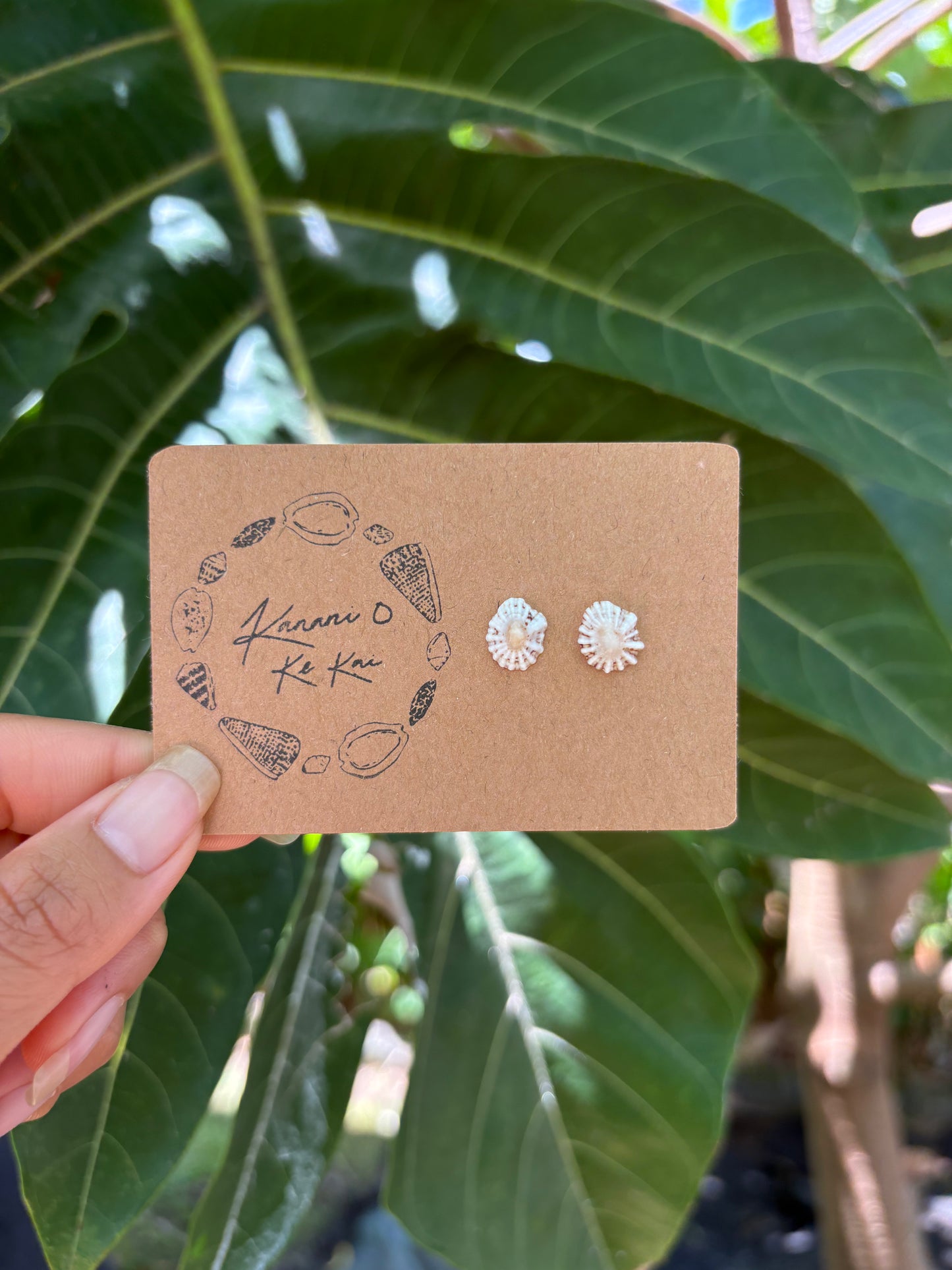 ʻOpihi ʻAwa Studs