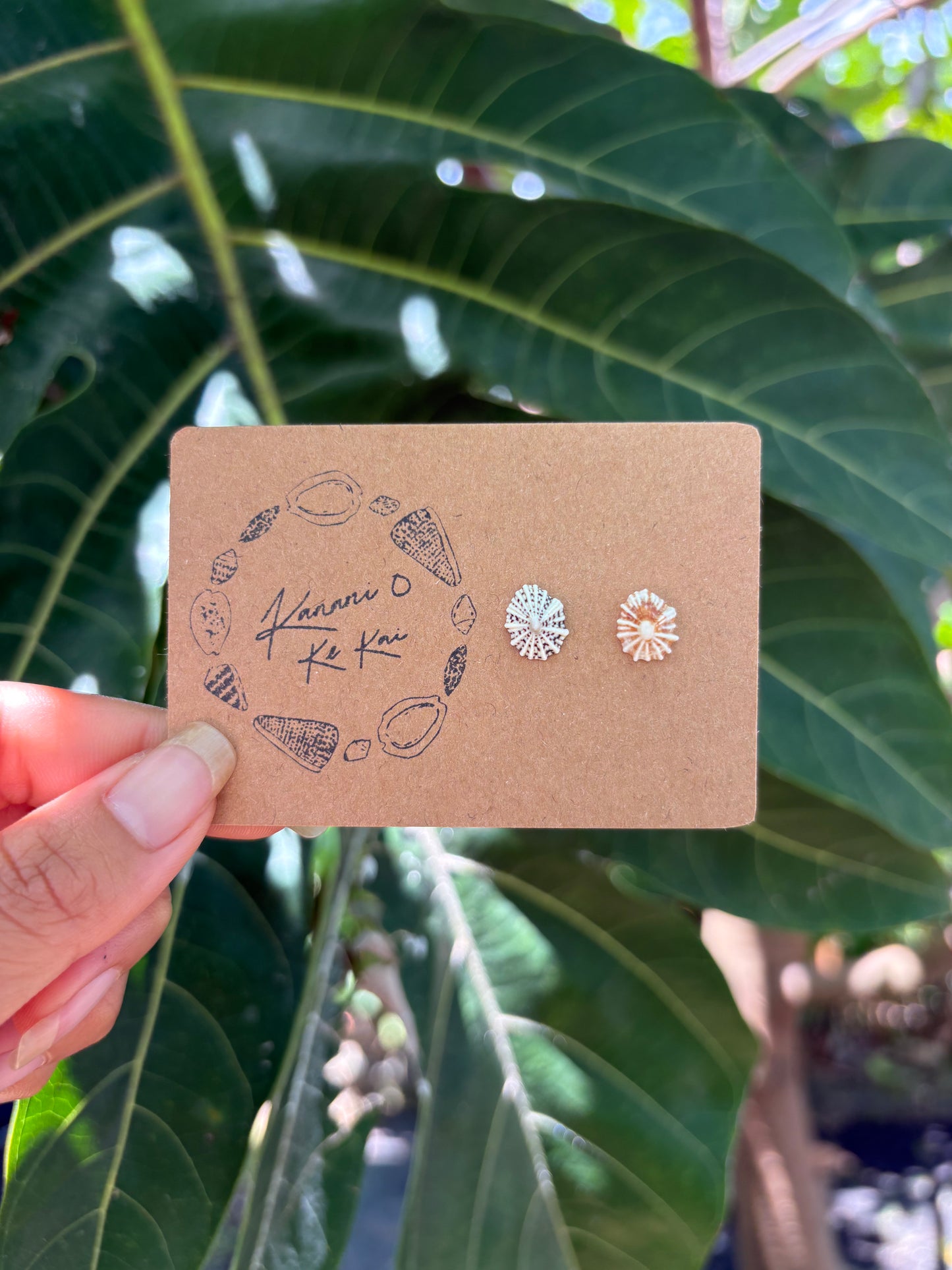 ʻOpihi ʻAwa Studs