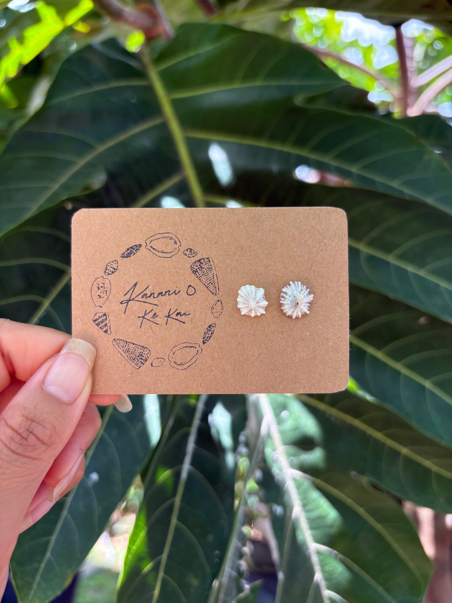 ʻOpihi ʻAwa Studs