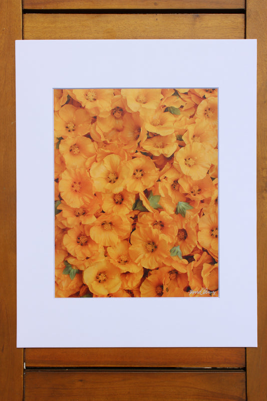 Aunty Honeyʻs ʻIlima